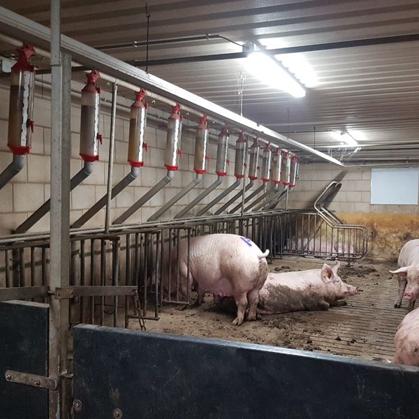 varkens1