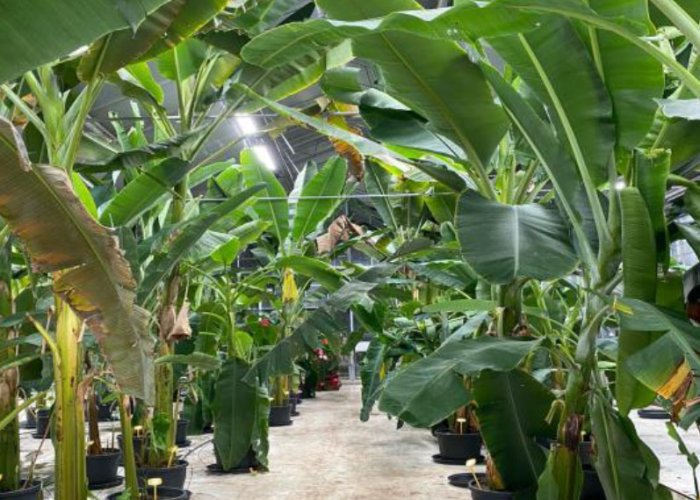 bananenplant