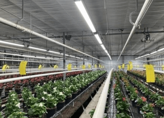 seedcare